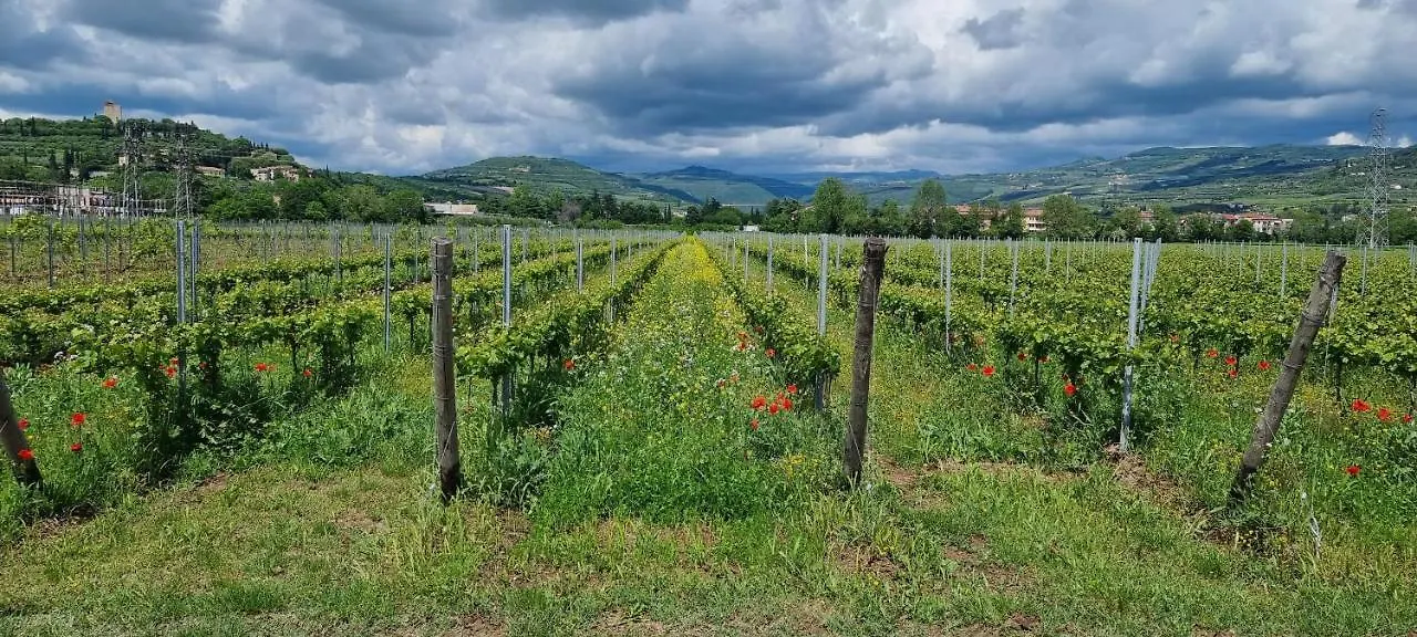 Agriturismo Alle Albare Montorio Veronese Italia